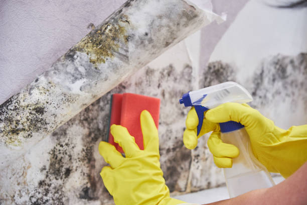 Reliable Garden Grove, CA Mold Removal Services Solutions